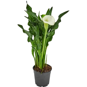 Зантедеския микс d12 h40 82579982 STLM-2133495