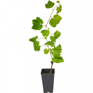 82596929 Виноград плодовый «Восторг» C2 высота 50 см