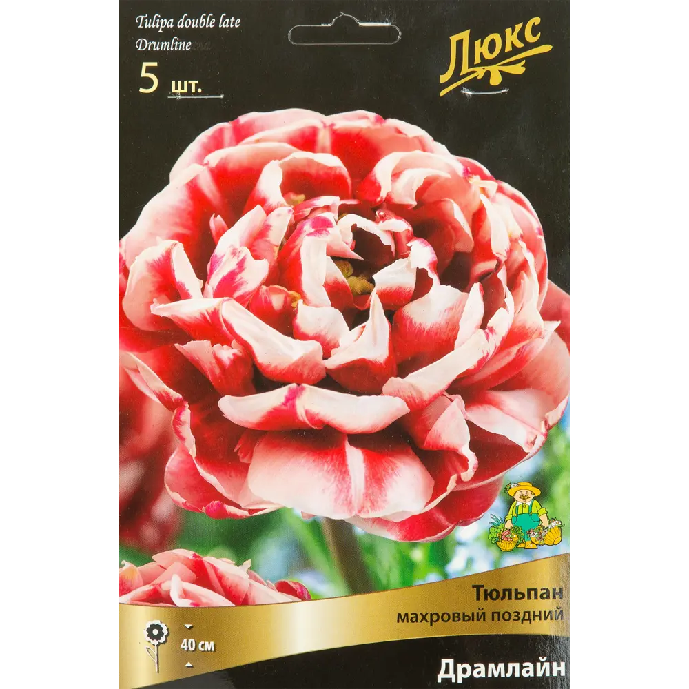 Тюльпан махровый поздний Драмлайн Люкс, 5 шт 85205615 STLM-2141160 ПОИСК 