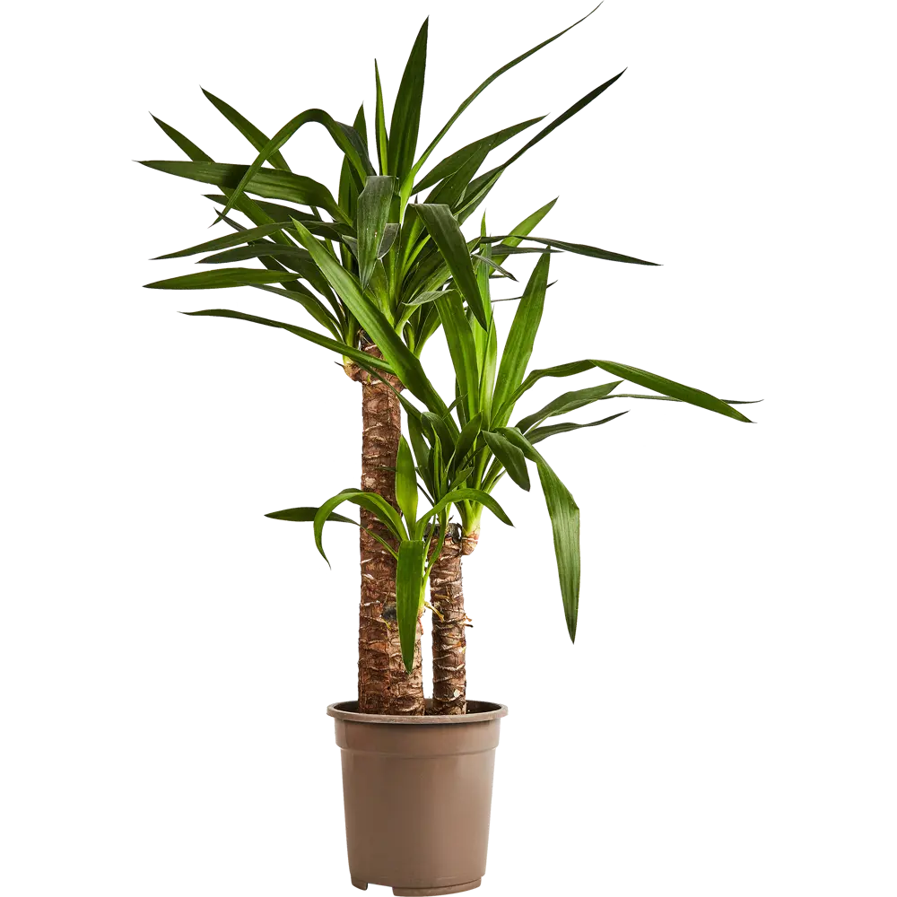 Юкка Santreyd — вечнозеленый очиститель воздуха для вашего дома 89352950 STLM-1523377