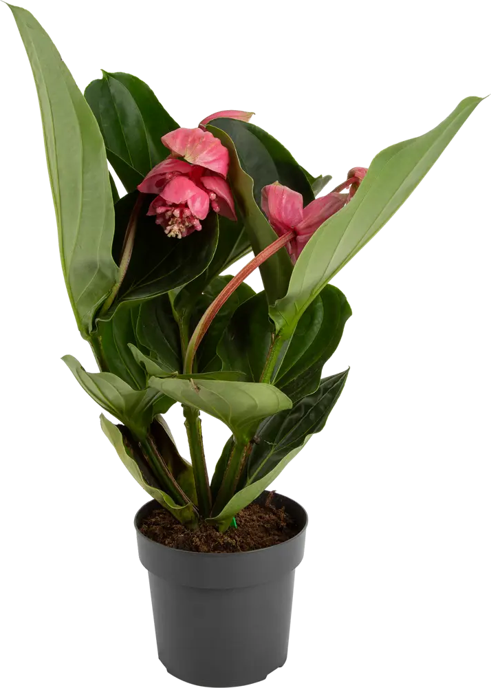 Santreyd Мединилла магнифика - тропическая роскошь для интерьера 82578942