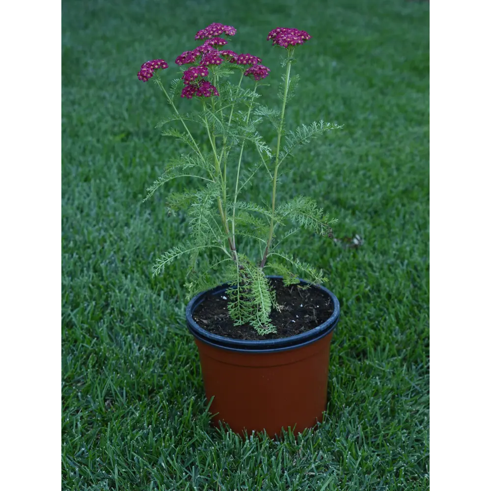 Тысячелистник Обыкновенный Santreyd - многолетняя рассада с белыми цветами 82219565 STLM-0964715