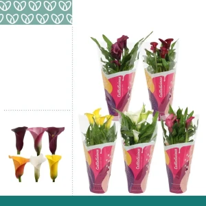 Калла микс - цветущее комнатное растение в горшке ø12 см 89434502