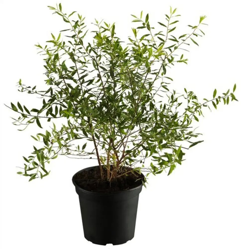 Santreyd Спирея серая Грефшейм - цветущий кустарник для живых изгородей 84815584