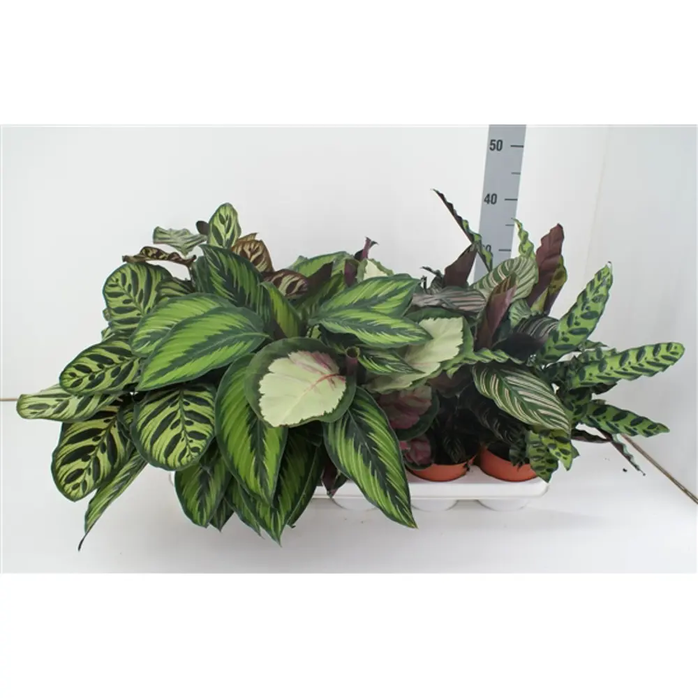 Калатея микс ø12 h40 см 89412086 STLM-2097295 Santreyd 