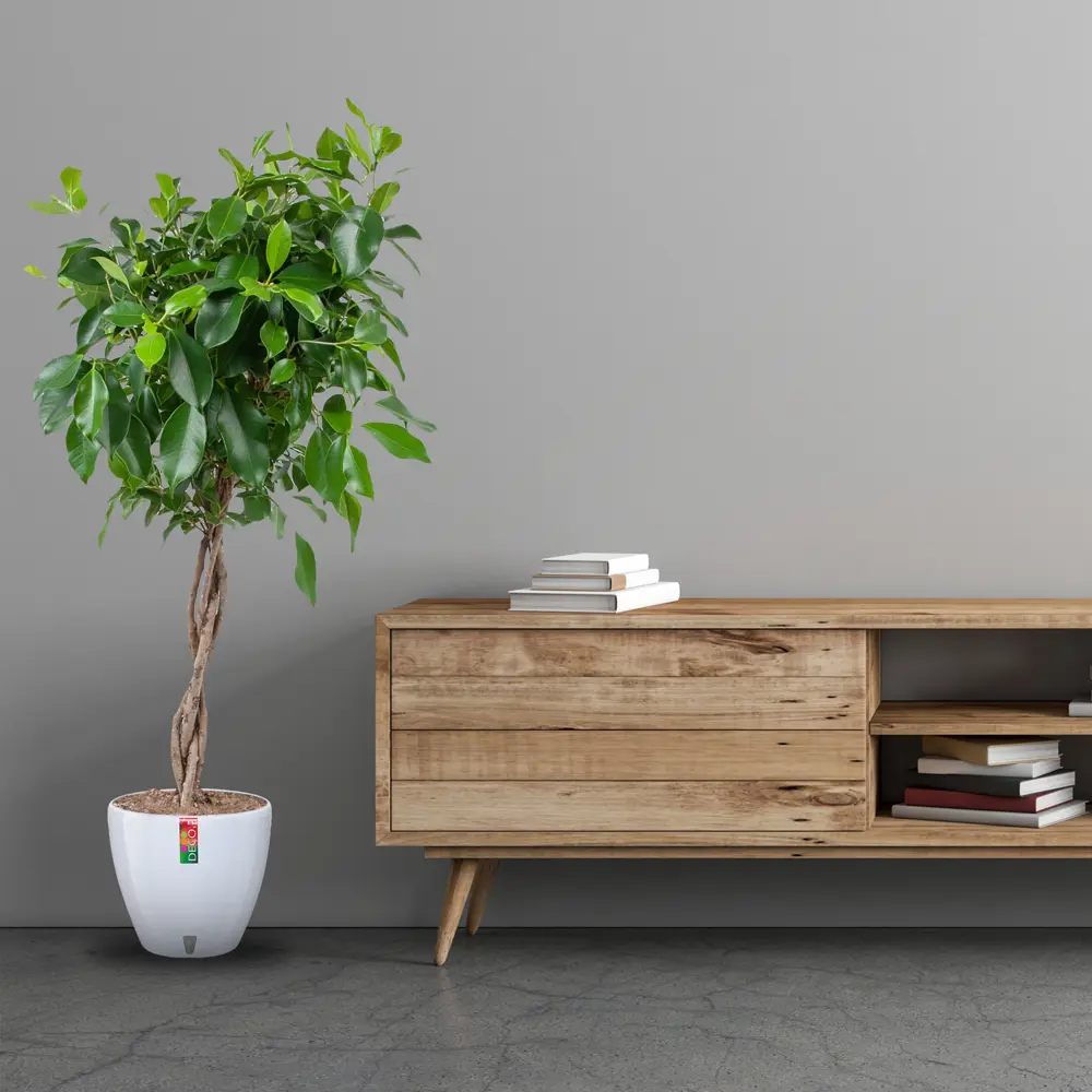 Фикус микрокарпа "Нитида переплет" 21x90 см 82850360 STLM-2090188 Santreyd  - Вид №3