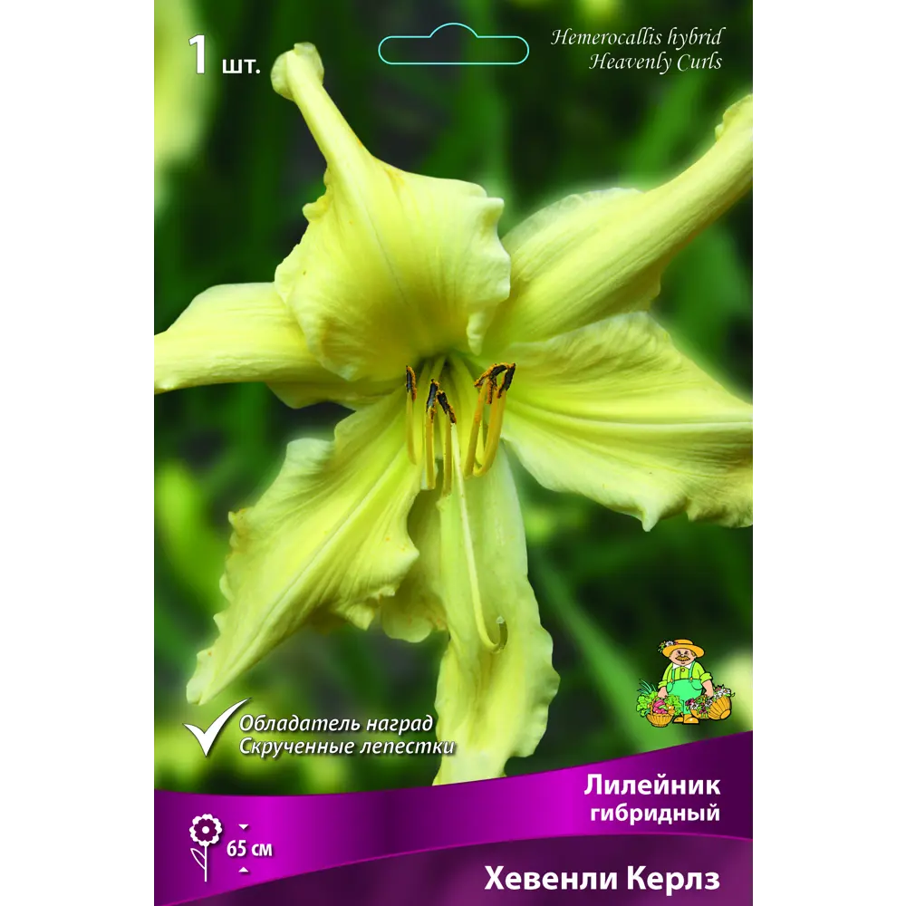 Лилейник гибридный Хевенли керлз луковица I 88295012 STLM-2090880 Santreyd 