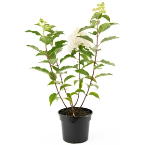 Саженец Гортензия Vanille Fraise ø19 h55 см 85292237 STLM-2129302