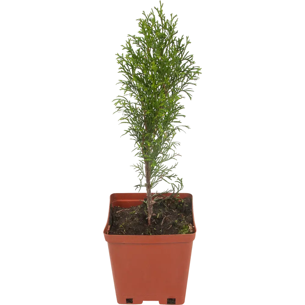 Туя западная «Смарагд» 15x30 см 82596817 STLM-2084001 Santreyd 