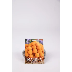 Малина Золотые купола h17 см 83791472 STLM-2193380