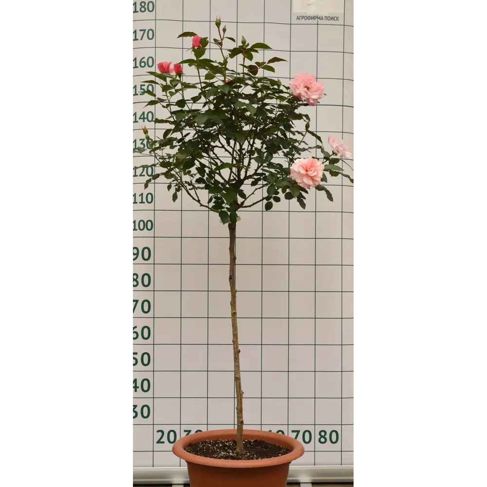 Роза штамбовая «Ботичелли» 45x70 см 82676636 STLM-2042118 Santreyd 