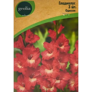 Гладиолус крупноцветковый Одиссея Geolia 3 шт