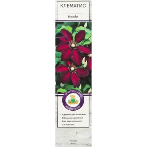 Клематис Ниобе в тубе Поиск Инвест 81951262 STLM-2196553