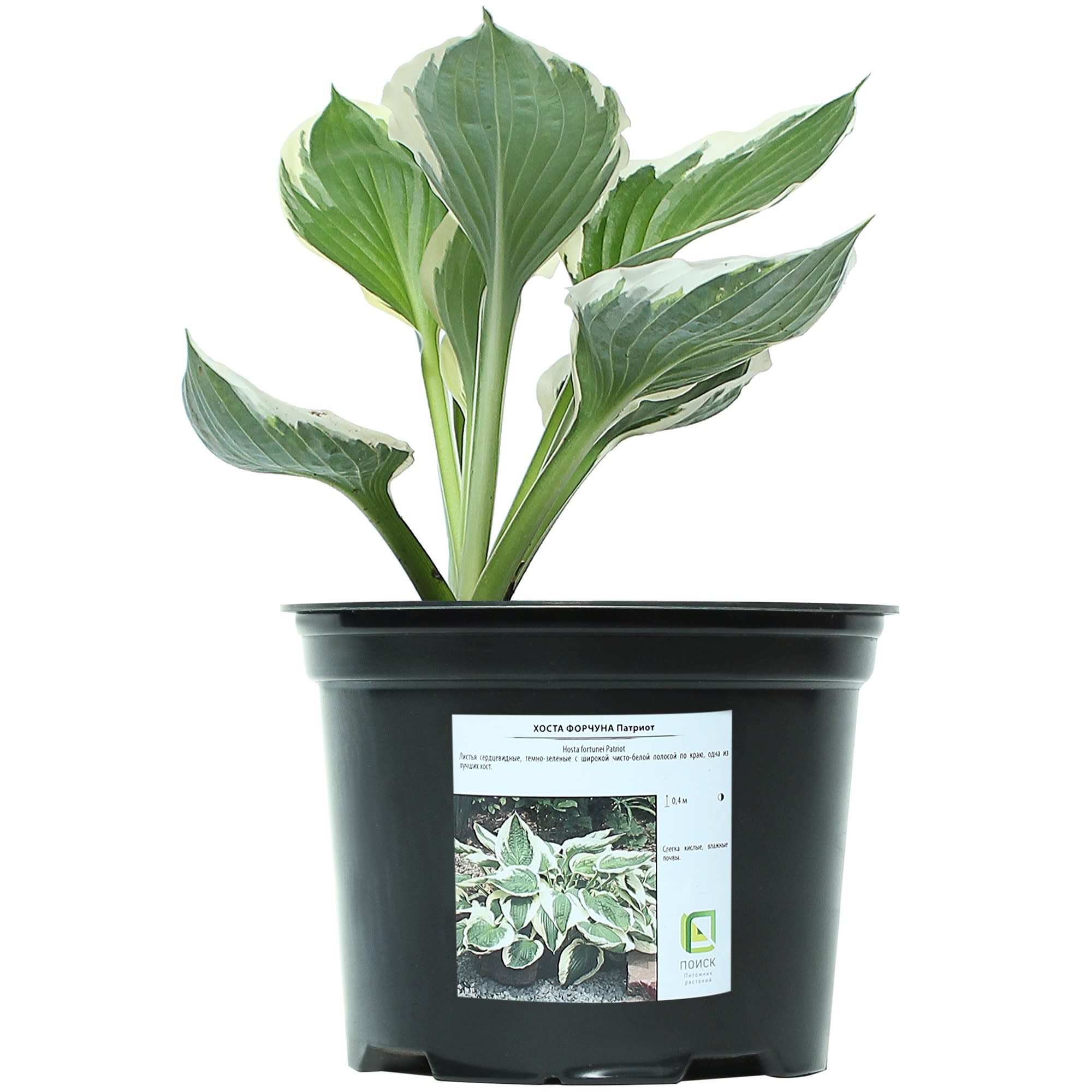 81968611 Хоста Форчуна «Патриот», контейнер 1.5 л Santreyd  - Вид №3