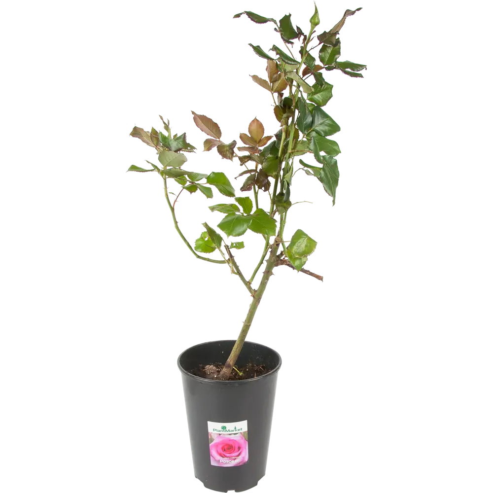 Роза чайно-гибридная розовая 15x55 см PLANTMARKET STLM-2012352