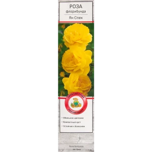 Розы флорибунда «Ян Спек» 18348611 STLM-2024497