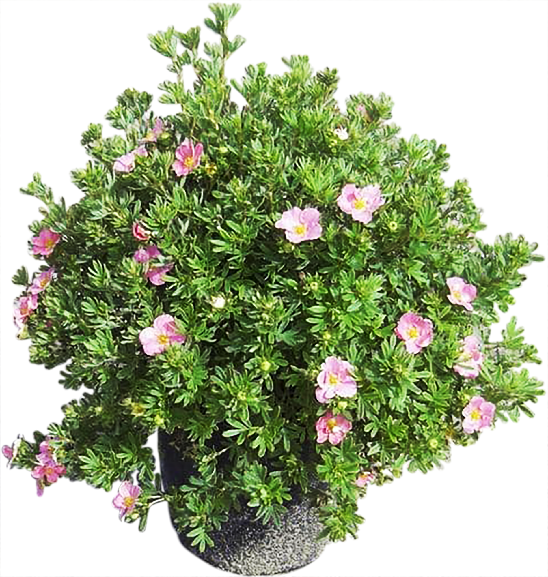 Лапчатка Lovely Pink Santreyd - розовоцветущий кустарник для сада 82360400 STLM-0025393