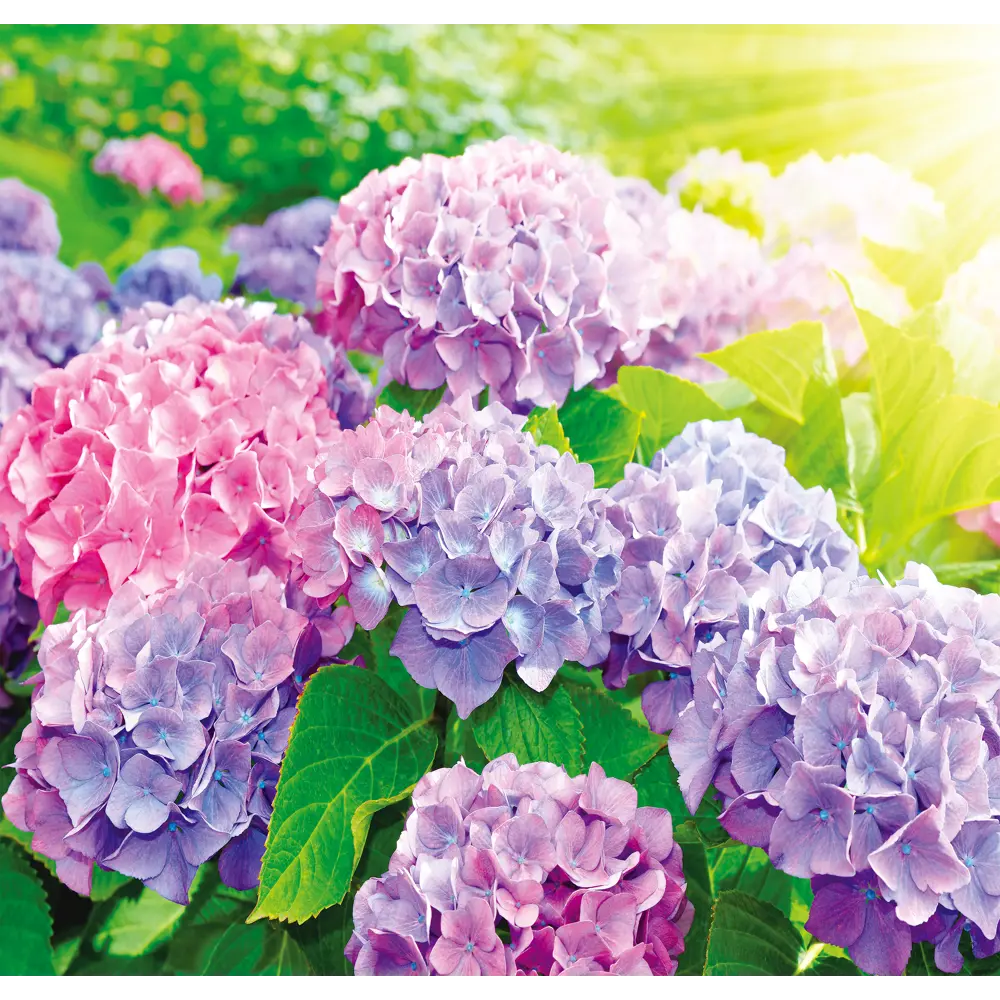 Фотообои «Гортензии» 210х200 см Симфония STLM-2162311