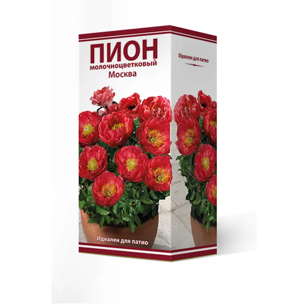 Пион молочноцветковый травянистый «Москва для Патио в» разбор 2-3 82661858 STLM-2069273 Santreyd 