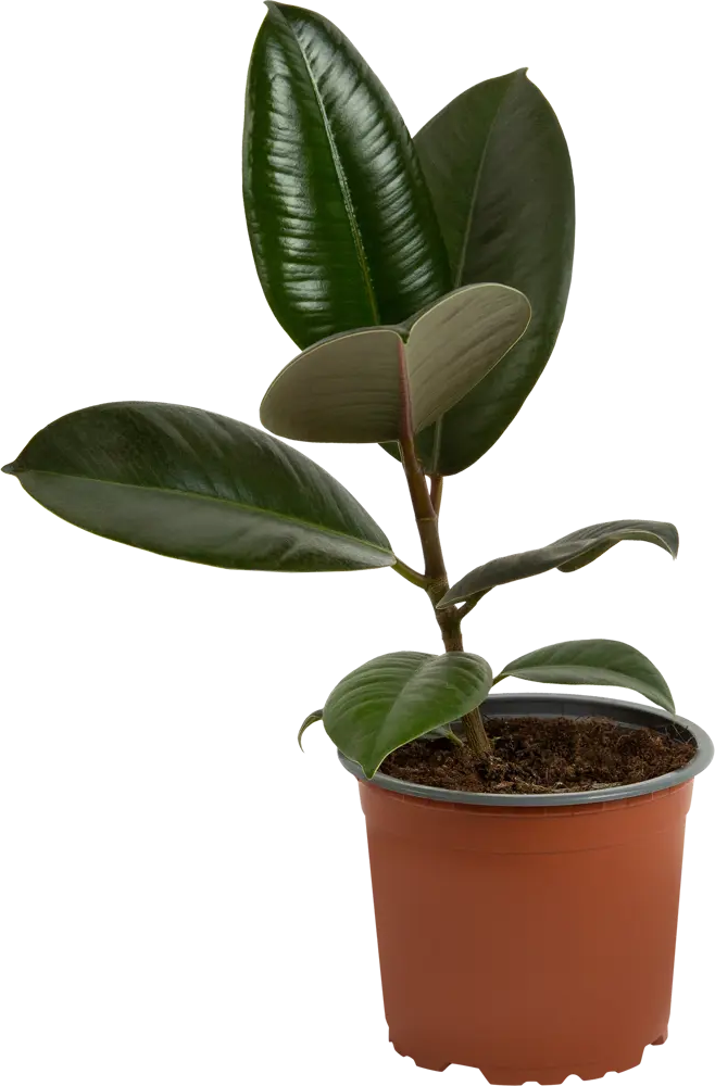 Фикус эластика Абиджан от Santreyd - элегантное комнатное растение с глянцевыми листьями 82578716
