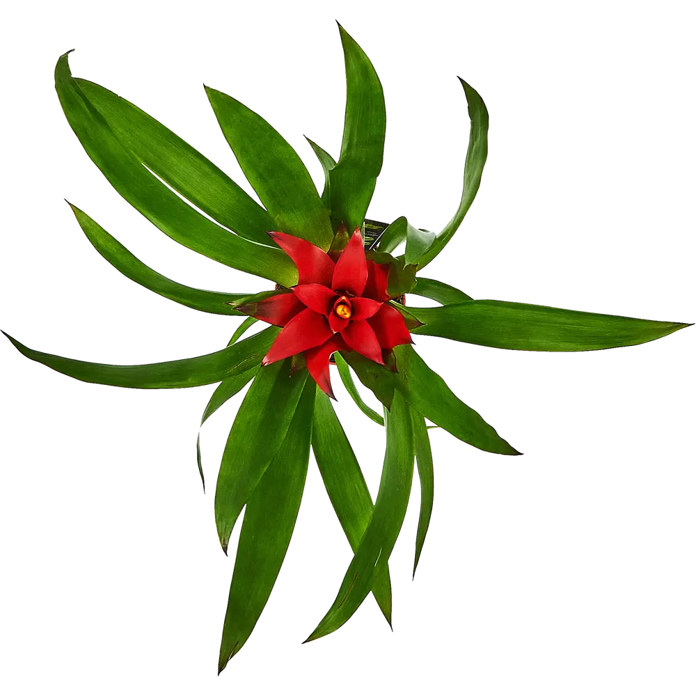 Santreyd Гузмания Раннер Блитз - живой акцент для интерьера 87890507 STLM-0952081 - Вид №2