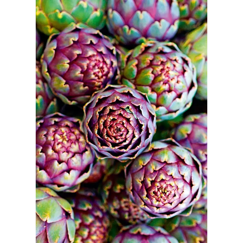 Постер Артишок 21x29.7 см АРТ ДИЗАЙН STLM-2005578