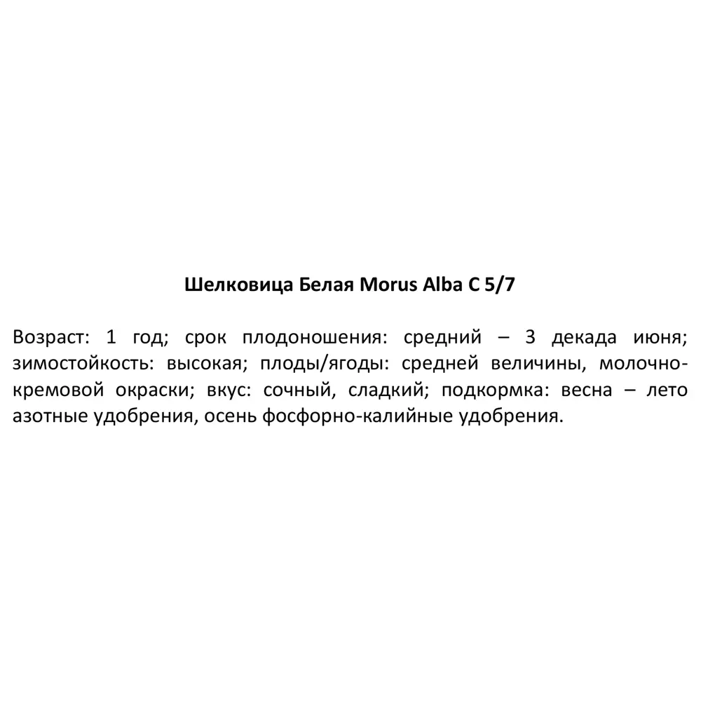 Шелковица белая ø17 h100 см 84406550 STLM-2172440 PLANTMARKET  - Вид №2