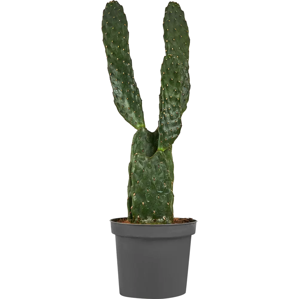 Santreyd Опунция красная — цветущий кактус для интерьера 87819693 STLM-0075890