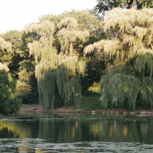 1218/CX38 Led Tv как настоящий Adriani e Rossi