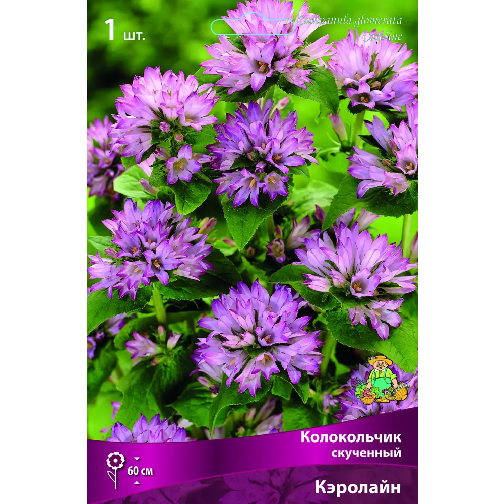 Колокольчик скученный Кэролайн 85205709 STLM-2201627 ПОИСК 