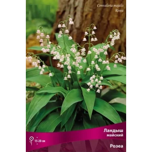 Ландыш майский Розеа