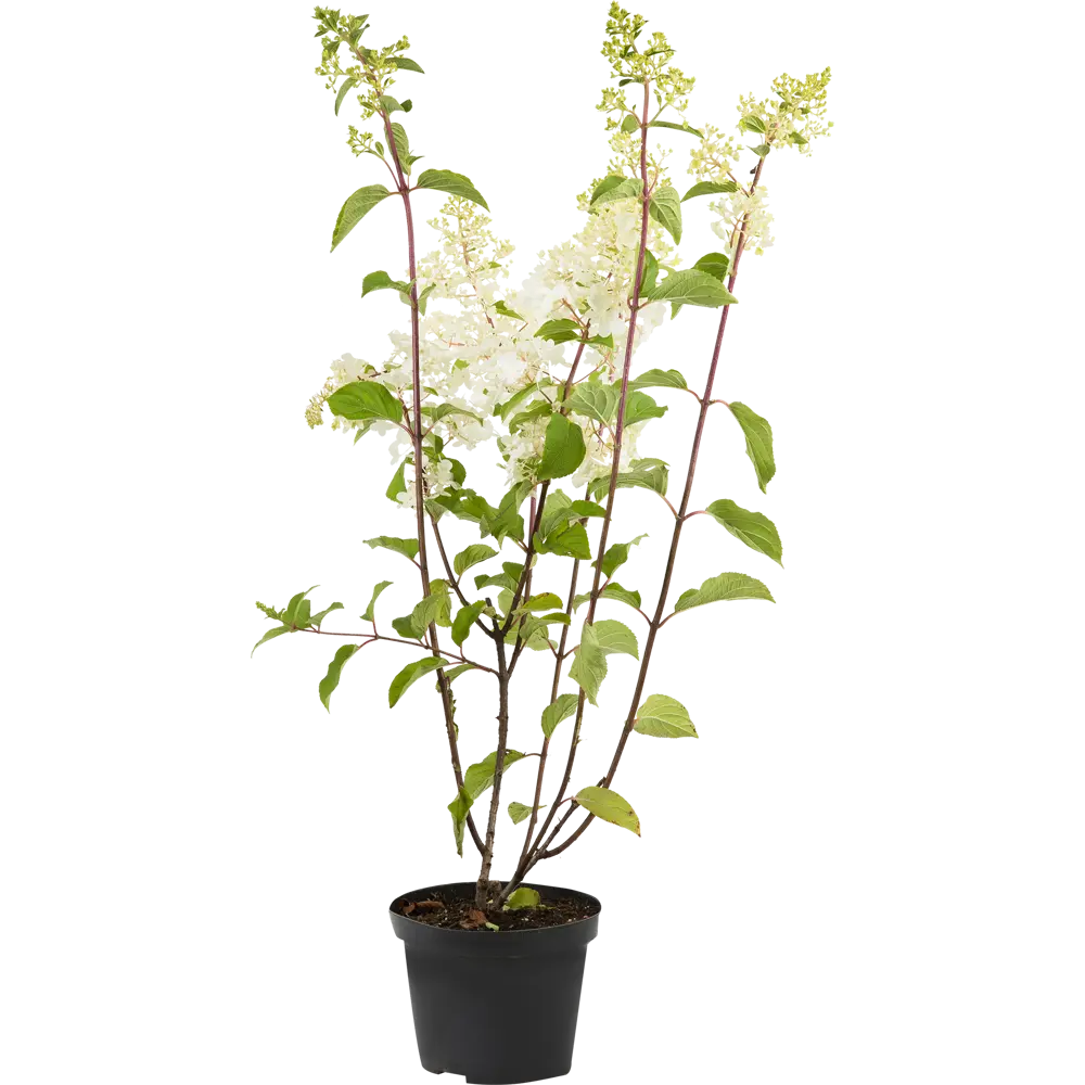 Гортензия метельчатая «Сильвер Доллар» C3 82356730 STLM-2120737 PLANTMARKET 