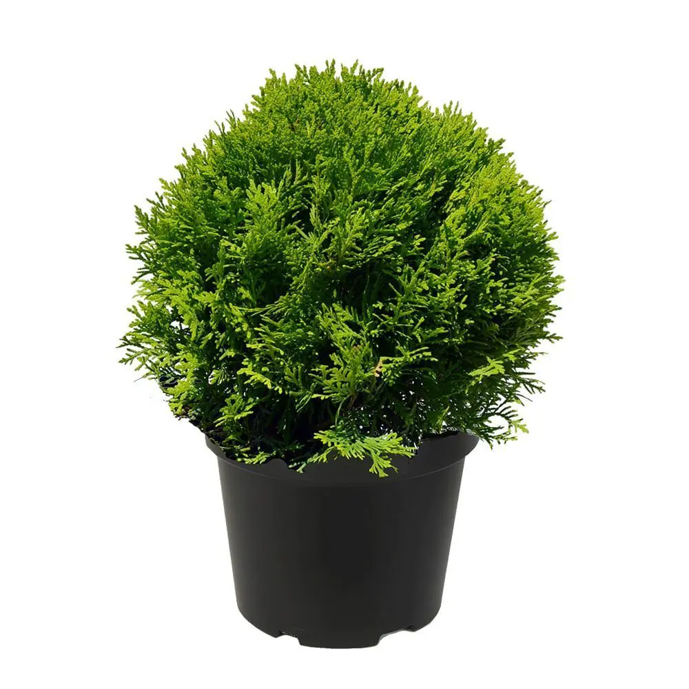 Туя западная Даника ø11 h12 - 15 см PLANTMARKET STLM-2044628