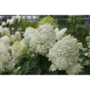 Гортензия метельчатая «Фантом» 9x15 см 82625252 STLM-2188662