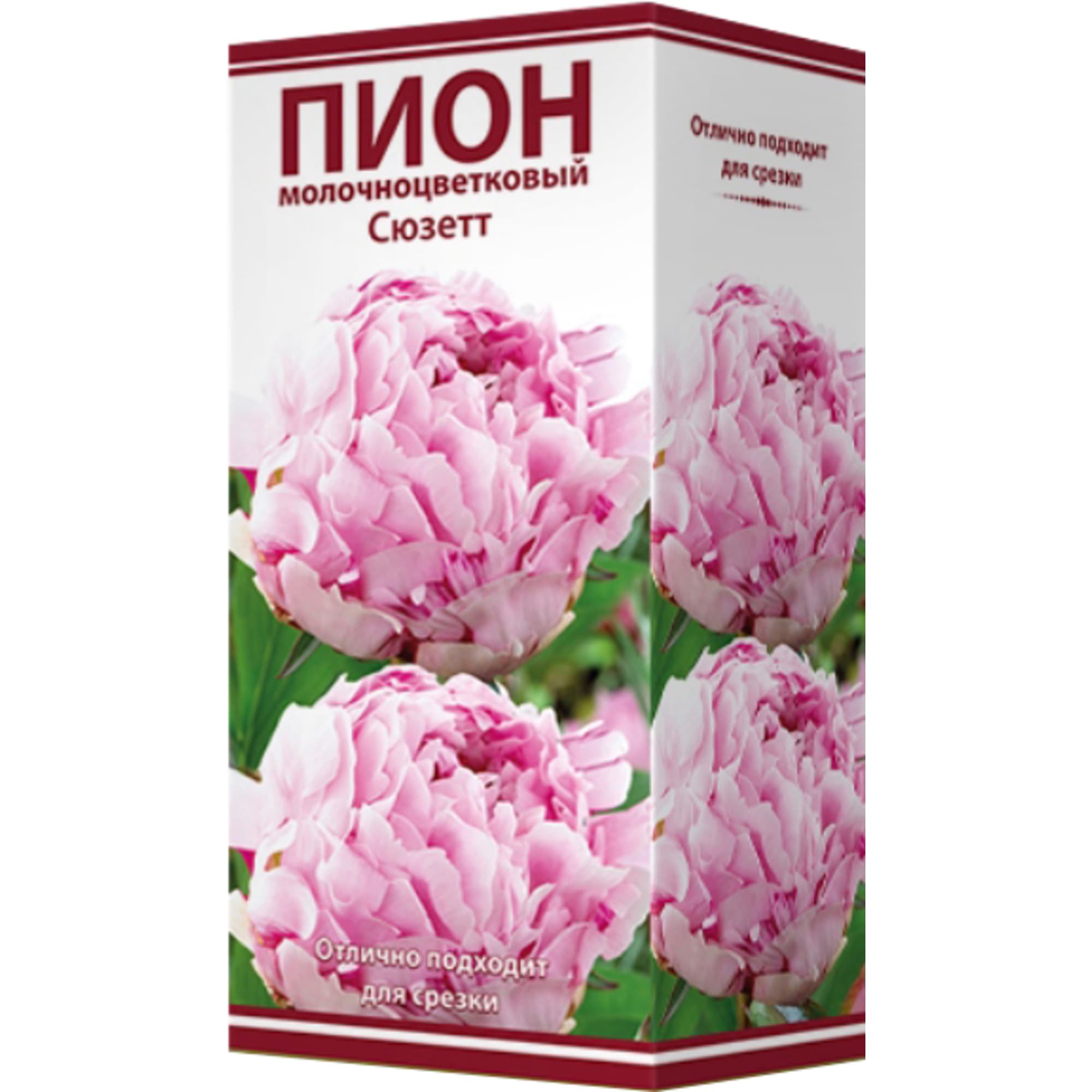 82319611 Пион молочноцветковый «Сюзетт», размер луковицы I Santreyd  - Вид №2