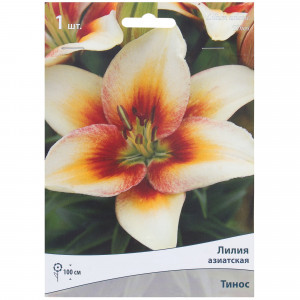 81945469 Лилия азиатская «Тинос»