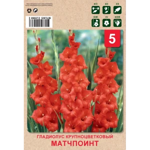 Гладиолус крупноцветковый М поинт Вайолет 10/12 5 шт 82549937 STLM-2164536