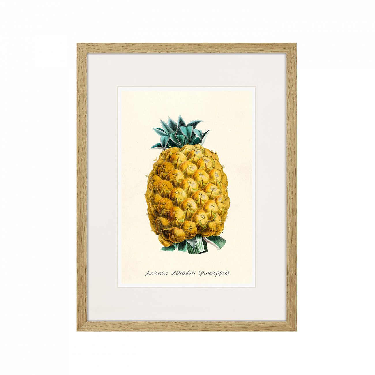Картина в раме 32х42 см Botany illustration №17, 1836г. КАРТИНЫ В КВАРТИРУ  264490 Желтый;зеленый;разноцветный  - Вид №1