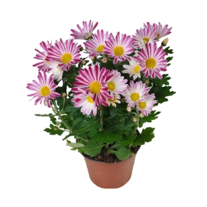 Хризантема микс ø12 h25 см 83738749 STLM-2103952