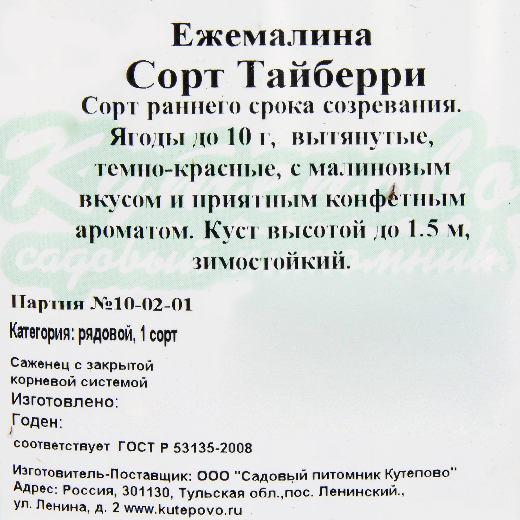 81954918 Ежемалина С1 «Тайберри» h20 (2 года) Santreyd  - Вид №1