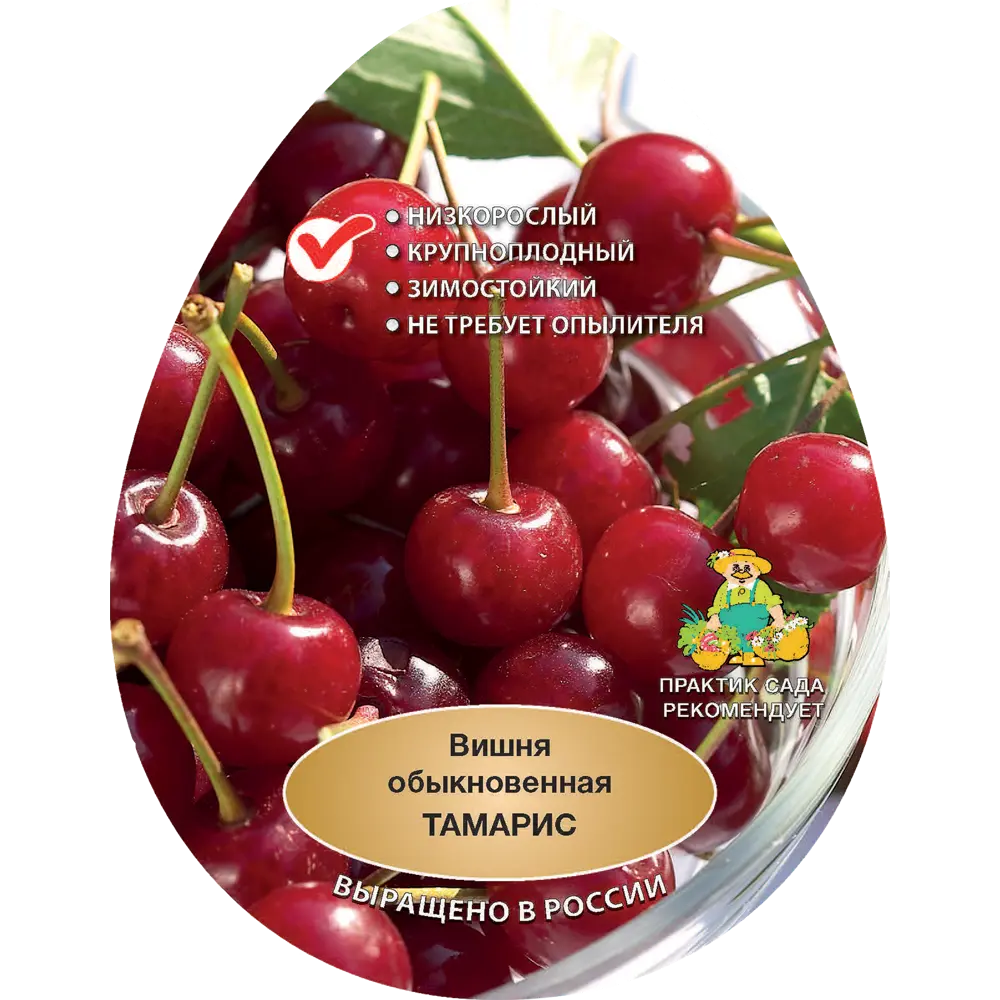 Вишня обыкновенная Тамарис h200 см в сетке Поиск Инвест 84399296 STLM-2189603 Santreyd 