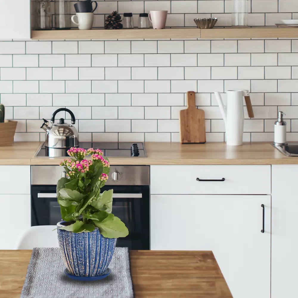 Santreyd Каланхоэ Каландива - цветущий суккулент с продолжительным цветением 14448025 STLM-0004954 - Вид №3