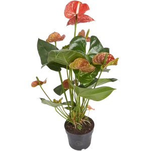 Антуриум микс с большими цветками 17x60 см 82399769 STLM-2201600