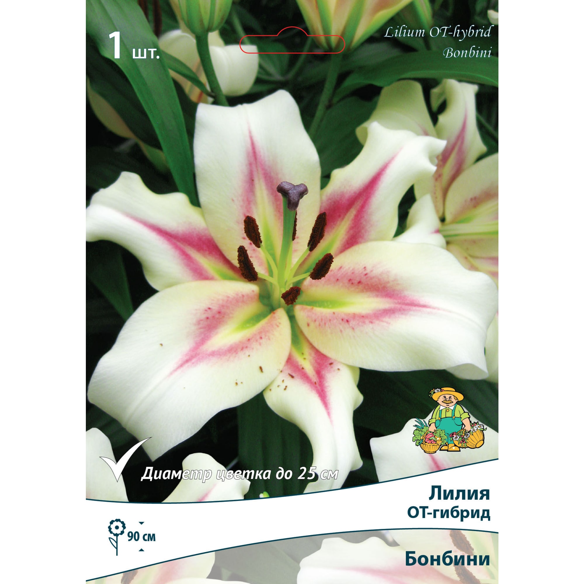83597418 Лилия ОТ-гибрид Бонбини луковица 12/14 Santreyd 