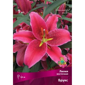 Лилия восточная Брукс - ярко-розовые цветы для сада 83597421