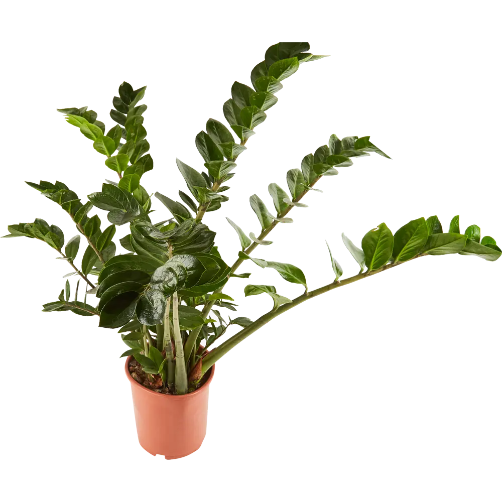 Santreyd Замиокулькас Росток - изящное комнатное растение для современного интерьера 84587064 STLM-0052405 - Вид №1