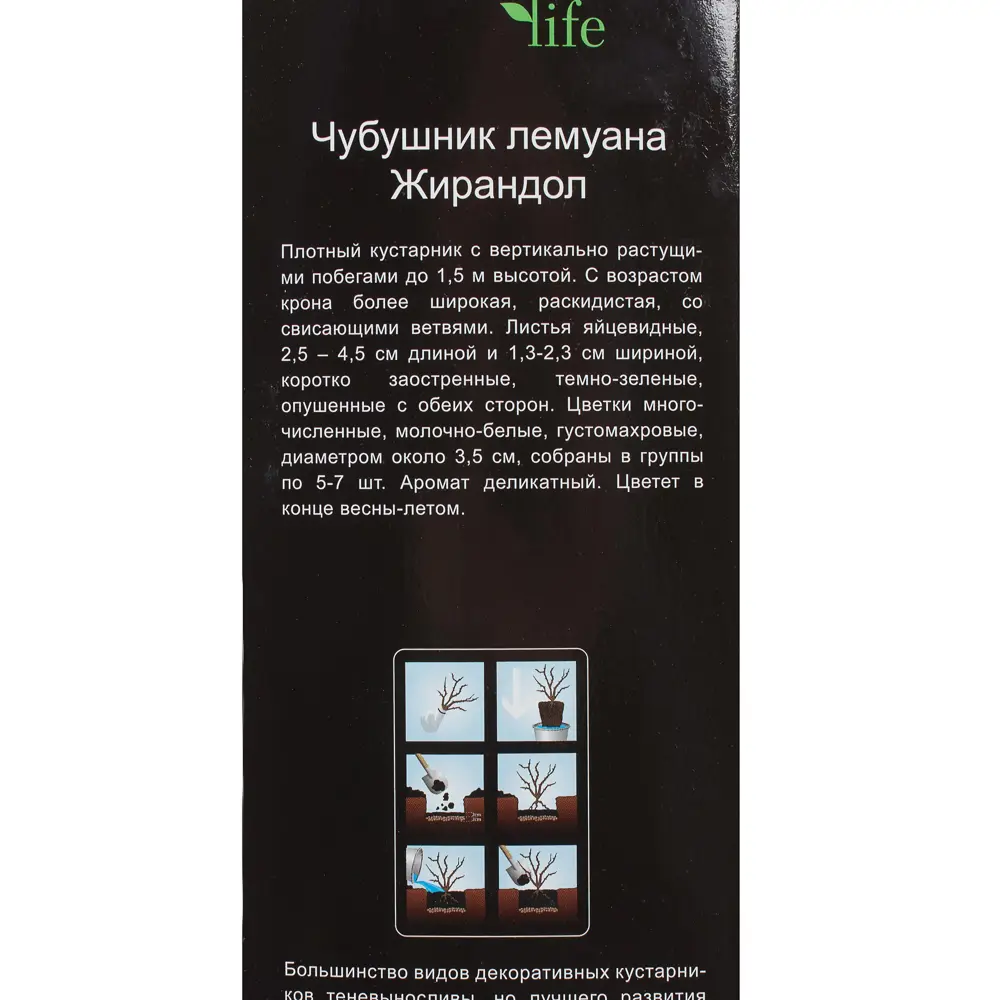 Чубушник «Лемуана Жирандол» (в тубе) 81948503 STLM-2178563 Santreyd  - Вид №2