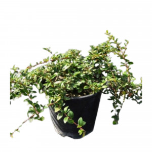 84872974 Кизильник Блестящий h40 см