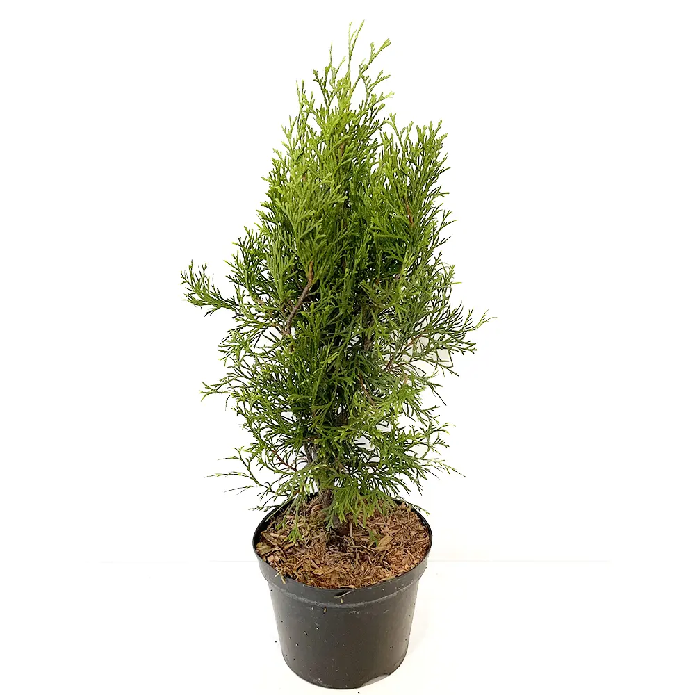 Туя западная Smaragd ø17 h40 см 88309640 STLM-2168026 Santreyd 