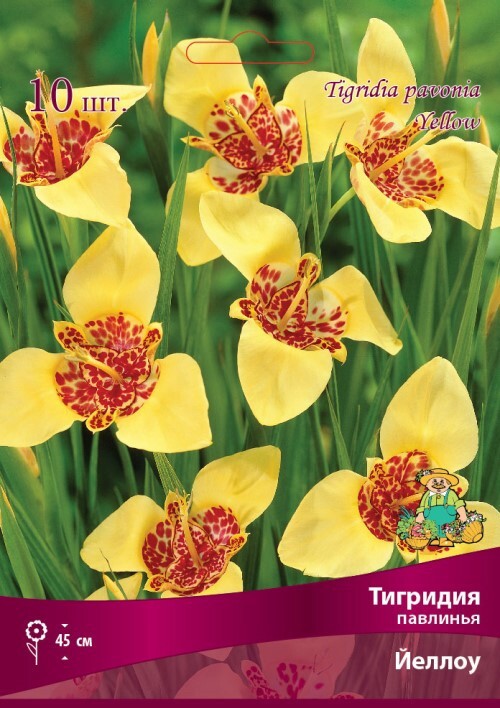 Тигридия павлинья Йеллоу от ПОИСК - луковицы для солнечного сада 83598122 STLM-0042364